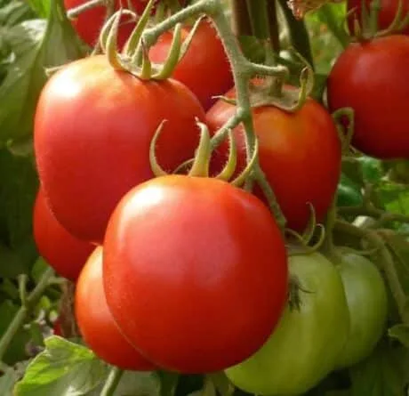 corbaro_tomatoes in ghanda